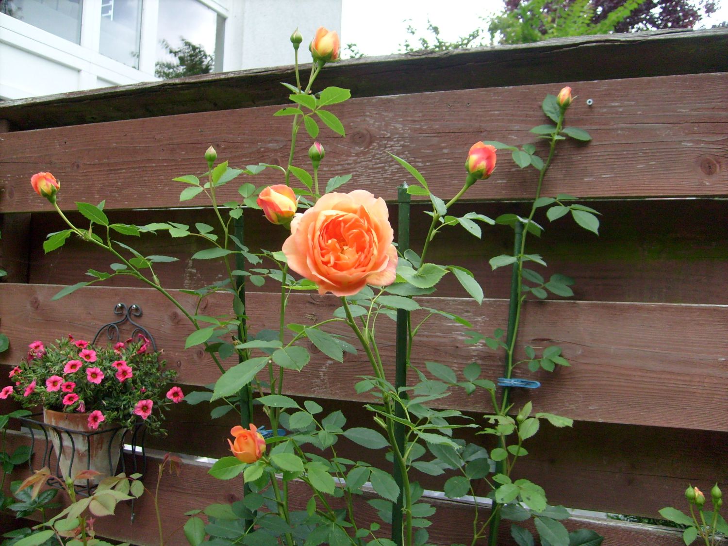 Hoa hồng Lady of Shalott