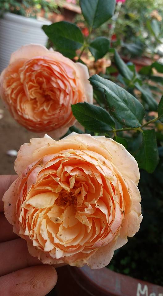Hoa hồng bụi Masora