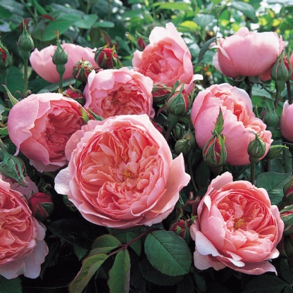 Hoa hồng The Alnwick