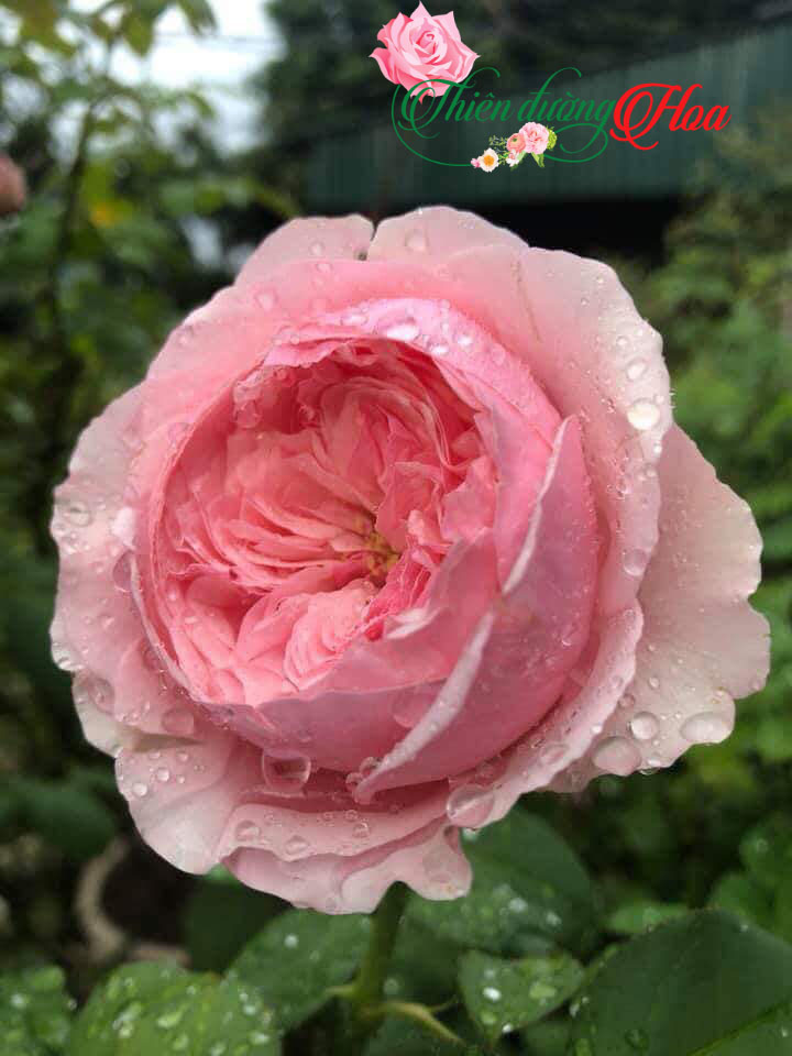 Hoa hồng Carey rose