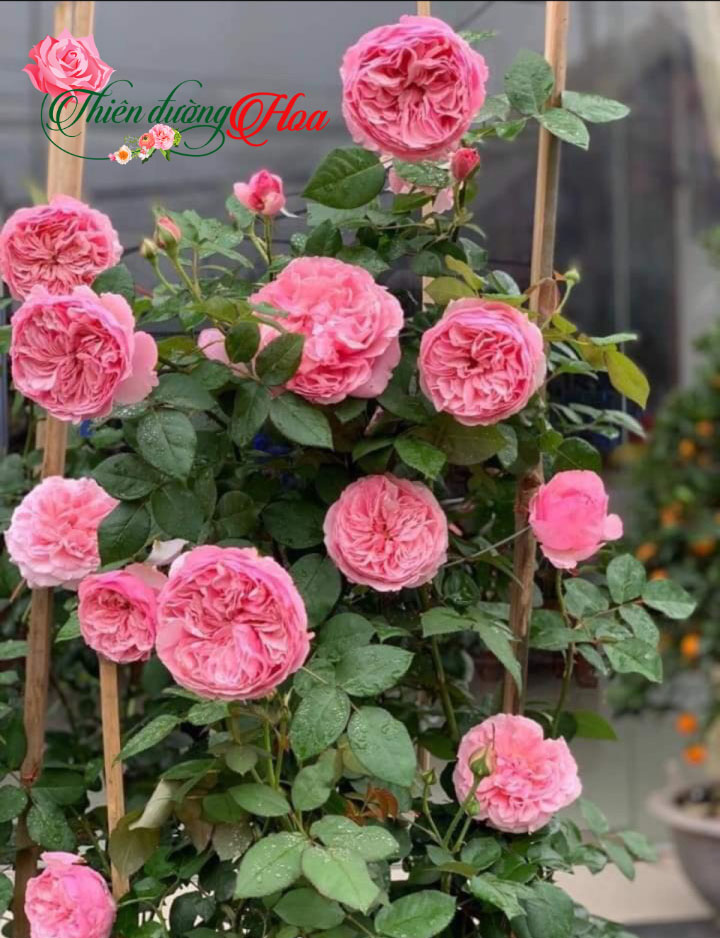 Hoa hồng Carey rose