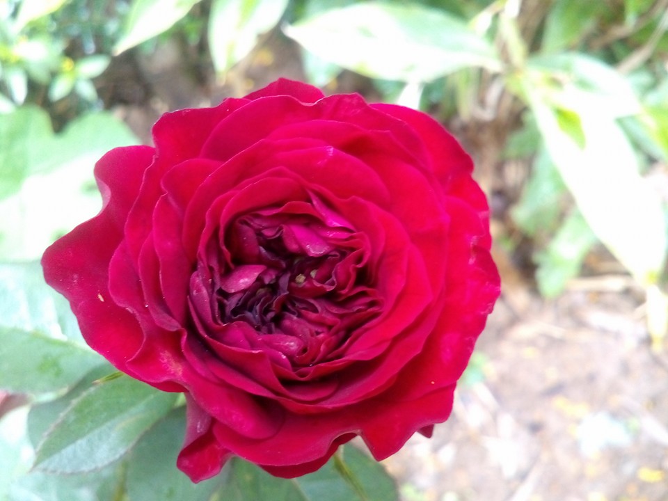 Hoa hồng leo Monalisa