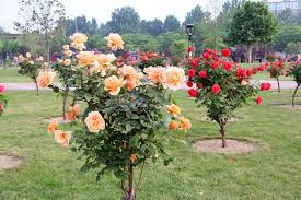Cây hoa hồng Tree rose