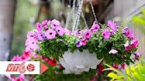 Video hướng dẫn trồng hoa Dạ Yến Thảo chơi tết
