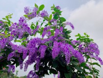 Mai xanh nhưng nở hoa tím lịm, 30 triệu/cây nhà giàu Việt săn mua